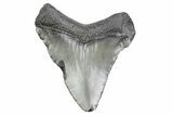 Serrated, Juvenile Megalodon Tooth - South Carolina #370179-1